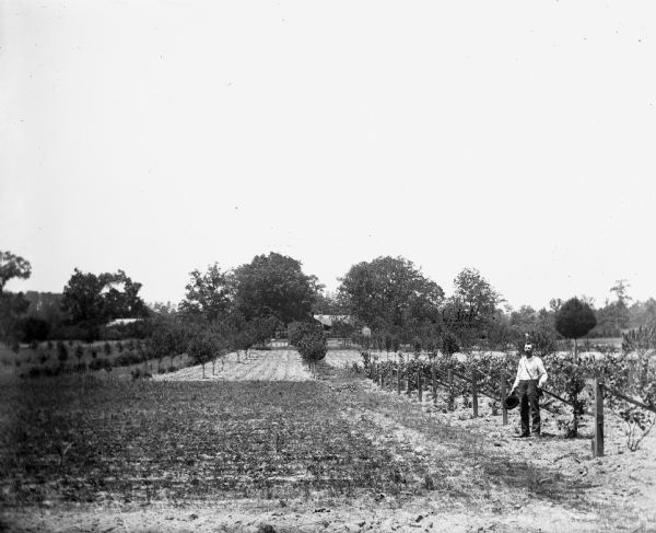 Alexander Krueger standing amongst the grapes on the Paul C. Goetsch farm. A patch of strawberries is growing next to the grapevines, as well as an orchard of peach and plum trees. The house is beyond the orchard in the far background.