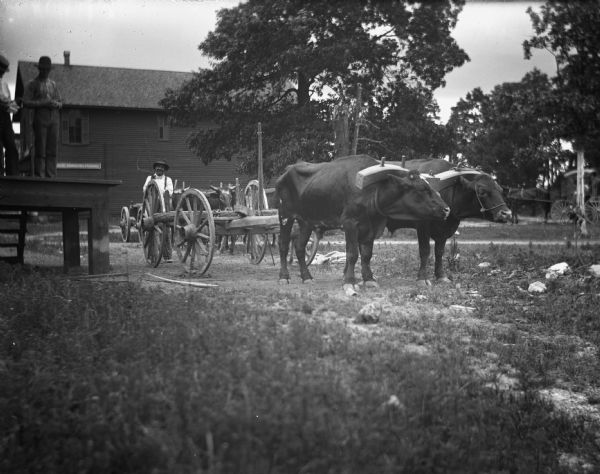 Two teams of yoked oxen pulling carts used to transport logs to, and lumber from sawmills. There is a large, wood frame two-story building in the background, with a sign that reads, in part: "Harvesting Machines." A man holding up a whip is standing between two ox-drawn carts in the road in front of the building. Two other men are standing on an elevated platform (perhaps a loading dock) on the left. A horse-drawn carriage is moving along the road in the background on the right.