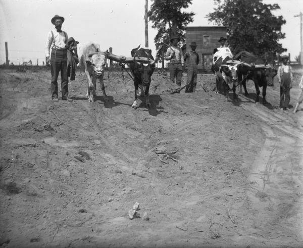 Group portrait, with Ernst Goetsch standing on a dirt road next to a team of oxen hitched up to a drag scraper on the left, and a team of oxen on the right also hitched to the scraper. Three men and two boys are posing next to the oxen. A small building, power pole and trees are in the background.