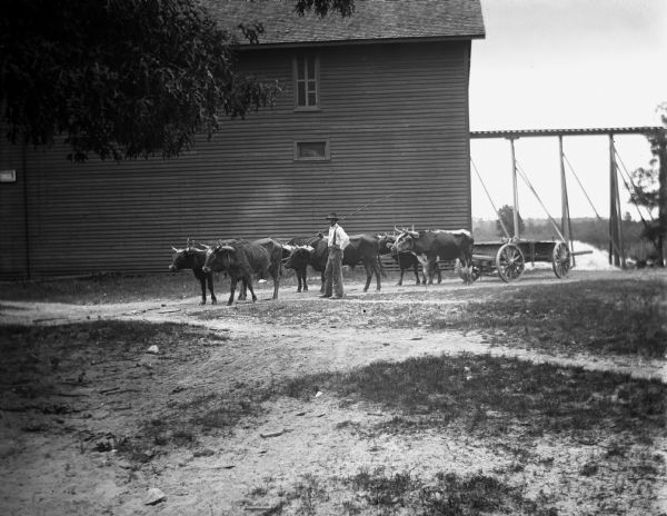 View across yard towards six oxen pulling a lumber wagon along a road near a sawmill. A man is standing beside the oxen holding a long whip over his shoulder. Elevated tracks are near a lake or river in the background on the right.