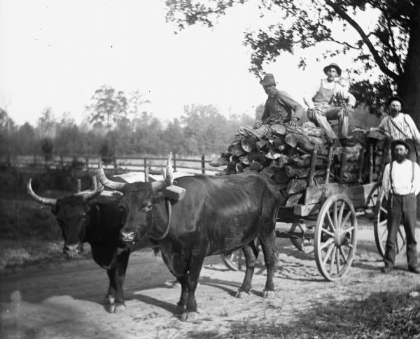 Alexander Krueger, Ernst Goetsch, Paul C. Goetsch, and an unidentified man hauling wood to the Lime Kiln. The wood is piled up on a cart and pulled along the road by two oxen.