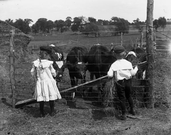 Jennie and Edgar Krueger feeding hay to several young cows through a fence. In the background are fields and trees.