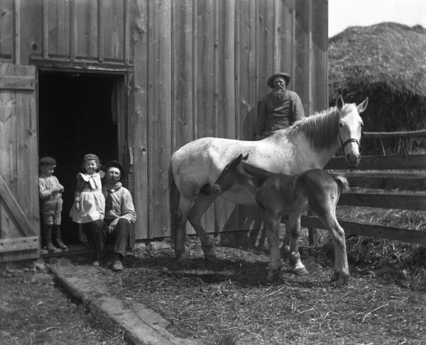 Alexander Krueger sitting in an open barn door with the twins Edgar and Jennie. Their Grandpa August Krueger is sitting on a fence on the right at the side of the barn behind two horses, one a colt named "Frank," and "Flora" his mother.