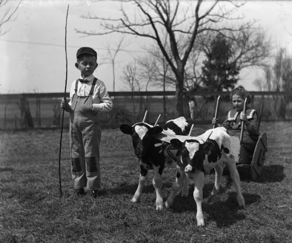Jennie and Edgar Krueger playing with twin calves in the yard. The calves are attached to each other with a yoke and are pulling Jennie in a small cart. Edgar is standing next to them holding a long stick.