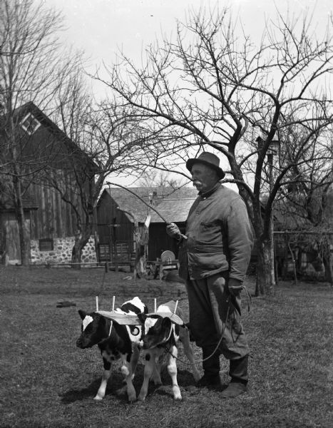 August Krueger standing next to two twin calves attached to each other with a toy yoke. A string is attached to the yoke and August is holding the other end in his left hand. In his right hand he is holding a whip. A barn is in the background.