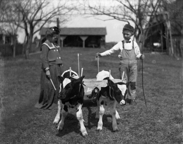 Jennie and Edgar Krueger playing with twin calves in the yard. The calves are attached to each other with a yoke, which is attached to a small cart. Jennie and Edgar are standing on either side of the cart.  Edgar is holding a long stick in his left hand. Farm buildings are in the background.