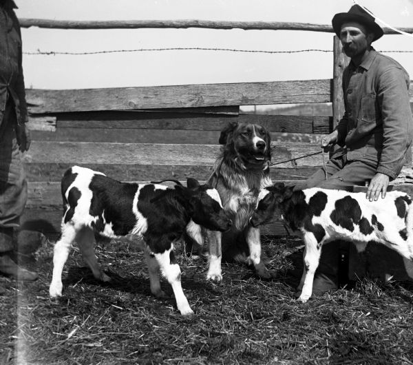 Alexander Krueger posing with a dog and two twin calves next to a fence in the cow pasture.