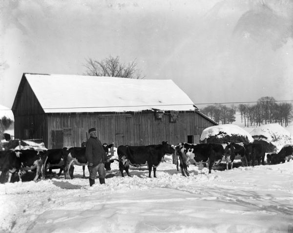 August Krueger standing in the cow pasture behind the barn, tending to the cattle during winter. He is holding a pitchfork, with several cows standing behind him. Two large haystacks are next to the barn covered with snow. There are birds on birdhouses attached to the side of the barn under the eaves.