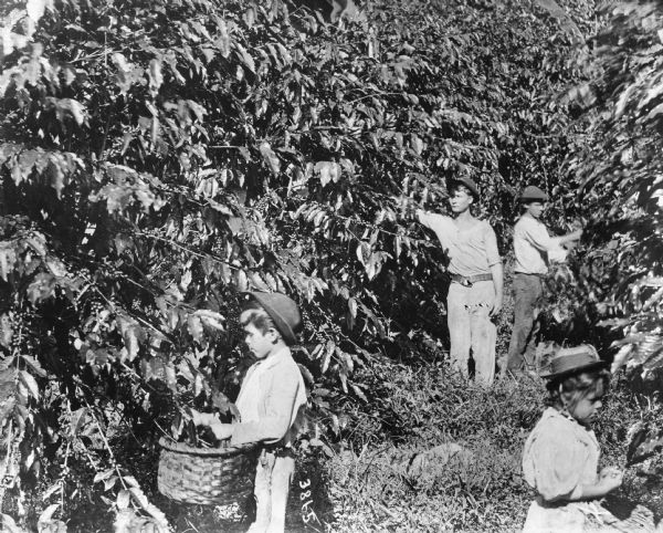Young men and children harvesting coffee beans in Costa Rica. The two children in the foreground wear baskets tied around their waists.