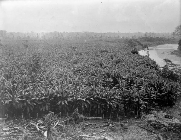 Elevated view of a banana plantation located along a river in Costa Rica.
