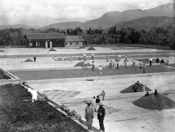 Elevated view of a coffee patio in Costa Rica. The patio consists of several flat cement compartments each with a pile of coffee beans in them. Workers are spreading the beans out in several of the compartments. Buildings stand at the end of the patio, and in the far background are mountains.