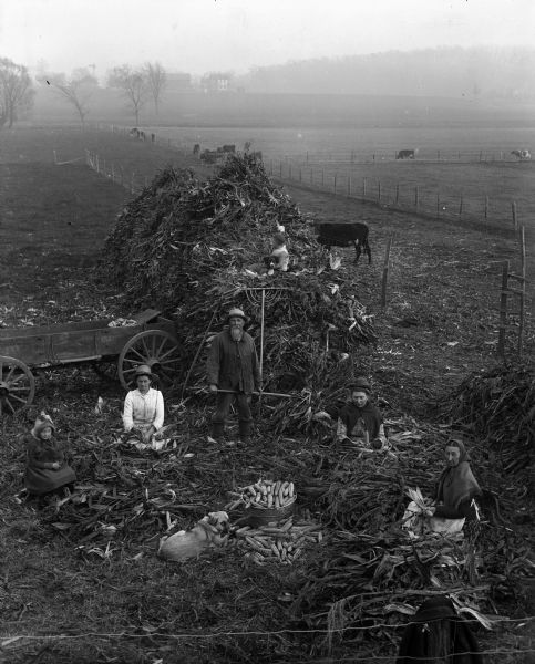 Elevated view of the Krueger family husking corn. From right to left are: Mary, Sarah, August, Florentina, and Jennie Krueger. A dog is lying on the ground in the center, and Jennie is holding a cat in her lap. Edgar Krueger is sitting on top of the stack of cornhusks with a dog. Cows are in a field in the background, and farm buildings are in the far background on a hill.