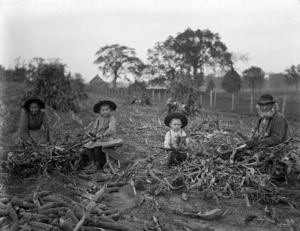 Johanna, Jennie, Edgar, and William Krueger husking corn in a cleared cornfield. Corn shocks are scattered around the field. Farm buildings are in the far background beyond a fence.