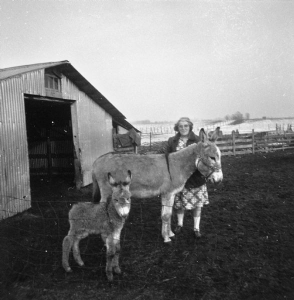 View over wire fence towards a woman standing behind a donkey holding her by the halter. The donkey's foal stands in front of her. A small barn with an open doorway is behind them on the left. Fences and fields are in the background.