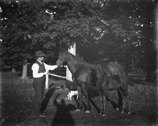 Gust Wendorf in the horse pasture, holding the halter of a mare while her colt is standing along side her. A small dog is walking behind the mare.