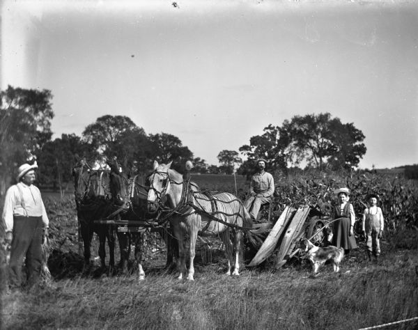 August, Alexander, Jennie, and Edgar Krueger cutting corn using a Deering corn binder. Alexander is sitting on the binder holding the reigns attached to the three horse team while the twins are standing behind. August is standing in front of the horses holding twine. The family dog is next to the binder.