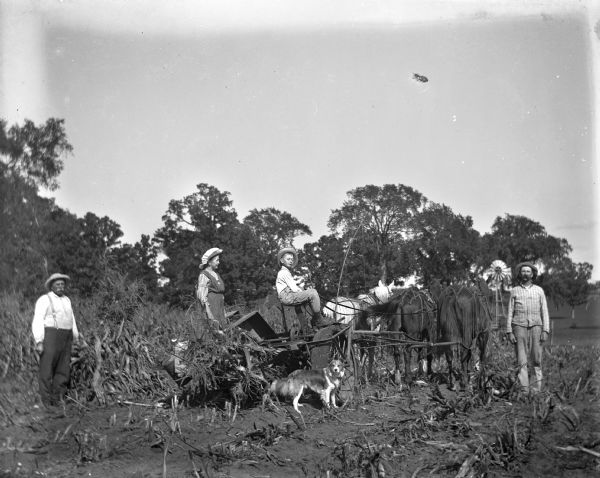 August, Alexander, Jennie, and Edgar Krueger cutting corn using a Deering corn binder. Alexander is standing next to the three horse team while Edgar is sitting and Jennie is standing on the binder. August is standing behind the binder next to a freshly cut corn shock. A small dog is standing next to the binder.