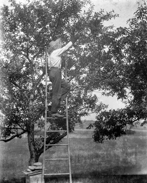 Alexander Krueger standing on a ladder taking a swarm of bees that had swarmed in a tree. On the ground near the ladder is a hive box.