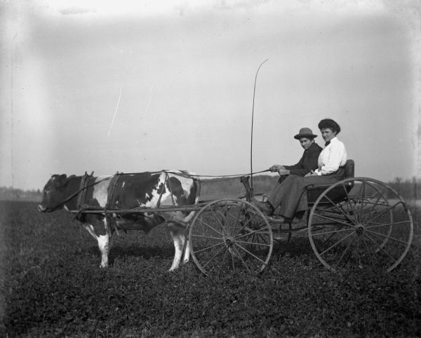 Alex Scholz and an unidentified woman sitting in a buggy attached to a trained bull in the middle of a field.