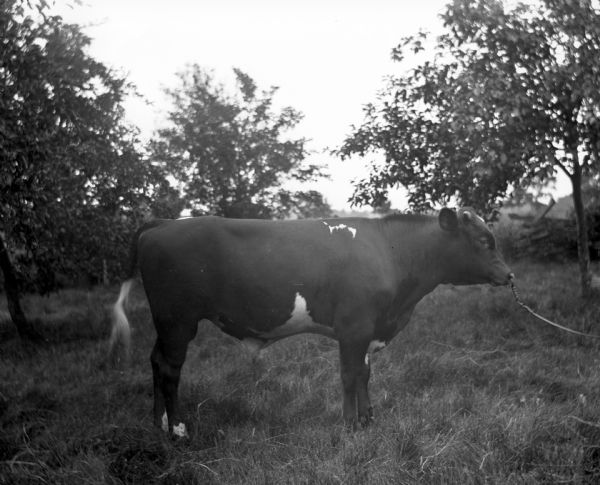 Right side view of a young, short horned pure-bred bull standing in profile among several trees. A ring with a short rope is attached to the bull's nose.