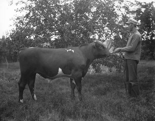 Otto Hoefs holding a short rope attached to the nose ring of a young pure-bred short-horned bull.