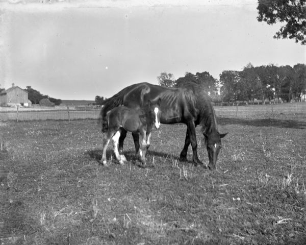 A mare is grazing in a fenced-in pasture while her colt is standing beside her. There is a barn behind the fence on the left.