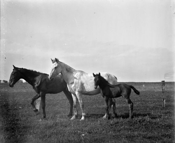 Three horses are standing in a fenced-in pasture. A white mare is standing next to her colt.