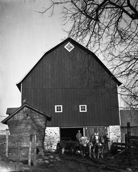 View of the south end of a newly constructed barn. Edgar Krueger, with a team of two horses and the spreader, is coming out of the barn. A dog is standing next to him.