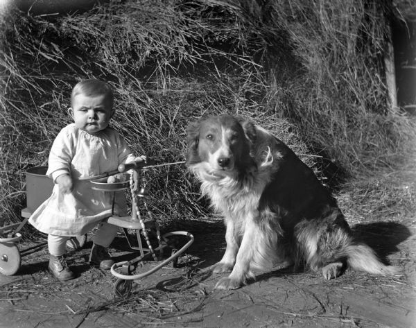 Shirley Krueger sitting on a four wheeled bike (walker) next to a dog named Sport. They are sitting next to a large pile of hay.