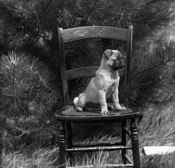 Pug puppy sitting on a chair next to a pine tree.