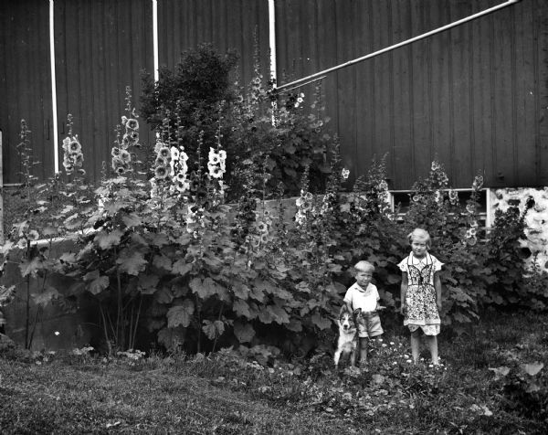 Robert and Shirley Krueger standing in front of hollyhocks planted along the barn. Their dog, Sport, is standing next to Robert.