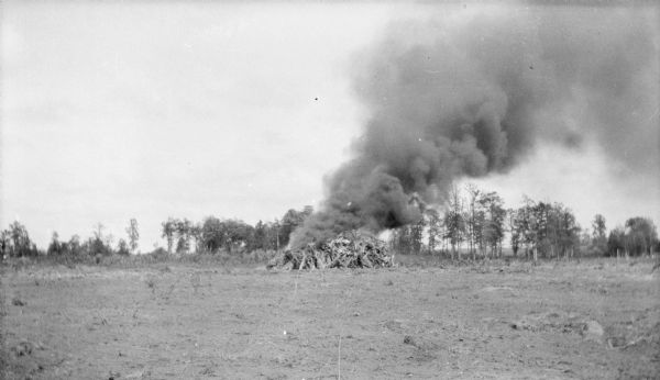View across cleared field towards a large pile of wood on fire. In the background is a line of trees.
