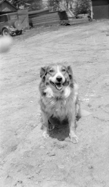 Sport, the family dog, sitting in the middle of the driveway. In the background is a car parked next to a garage or farm building, with a stack of lumber in the center and a barn on the right. The photographer's finger is in the foreground on the left.