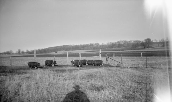 Several large pigs are standing along the fence in their pen. Behind the pen fence is a cleared field and in the far distance a forested hill. The shadow of Edgar Krueger is in the foreground.