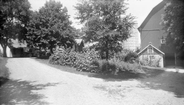 View of the fork in the Krueger's driveway. To the left the road leads to the Krueger home, with a truck parked in front. The fork to the right leads to the barn door. Shrubs and trees grow in between the two roads. In the background is a silo next to the barn.