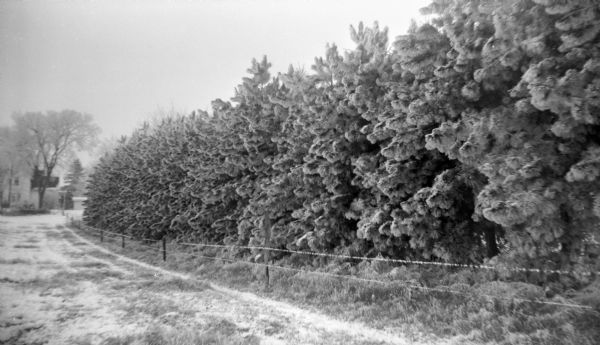 View across snowy field towards a row of pine trees behind a barbed wire fence white. The Krueger home is in the background on the left.