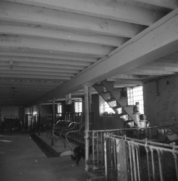 View inside an empty dairy barn with stalls for cows. A dog stands looking at three cats that sit on the edge of steps leading upstairs.