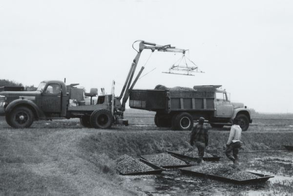 Barges of cranberries being lifted from the marsh and loaded into the back of a truck for transport. Two men stand in a bog near more barges filled with cranberries.