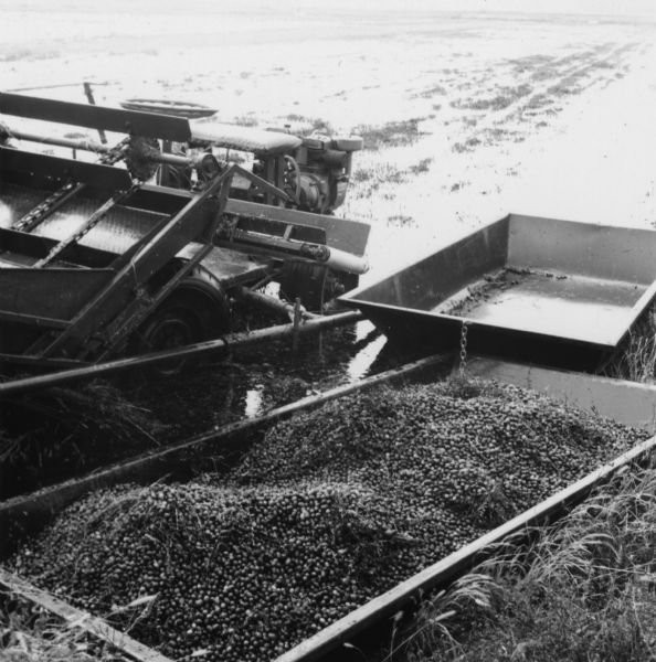 Elevated view of a full barge of cranberries set down along the edge of a cranberry marsh. Also pictured is cranberry harvesting equipment.