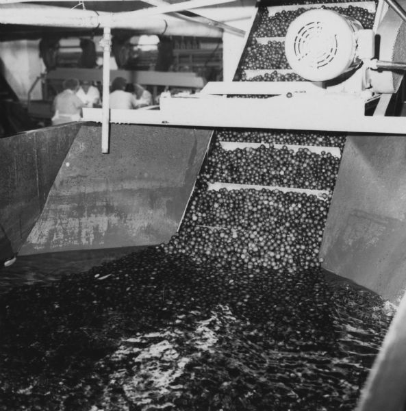 A large bath of cranberries being washed and loaded onto a conveyor belt for processing. Women are working on a conveyor belt in the far background.