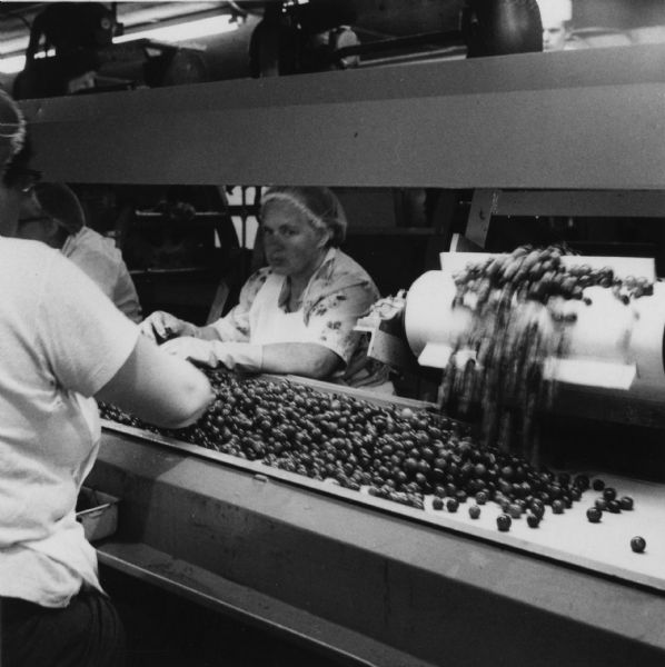 Cranberries being loaded onto a conveyor belt. Women are sorting cranberries as they move along the belt.
