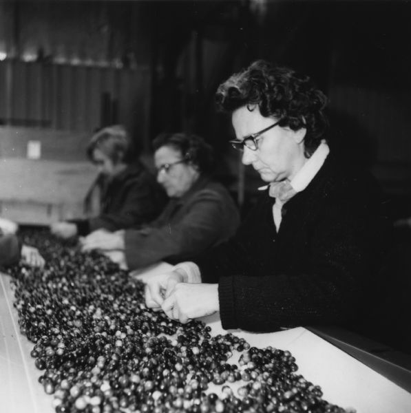 Women work along an assembly line grading and sorting cranberries.