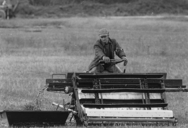 Unidentified man working to harvest cranberries. As the berries are picked from the bog they are deposited in a small barge that moves along with the harvesting equipment.