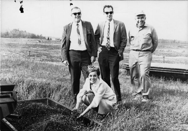 An unidentified beauty queen wearing a crown, along with three men, pose with harvested cranberries in a cranberry marsh.