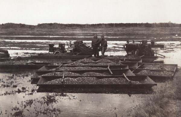 Two men, in waders, posing with cranberry harvesting equipment and freshly harvested berries. The berries have been loaded onto small barges.