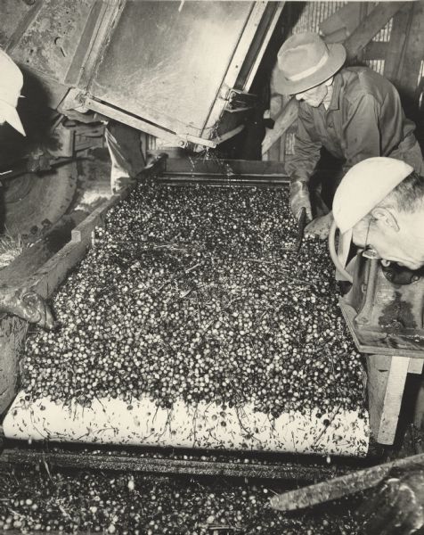Men loading freshly harvested cranberries into a cleaning machine. Plant debris is still visibly mixed in with the berries.