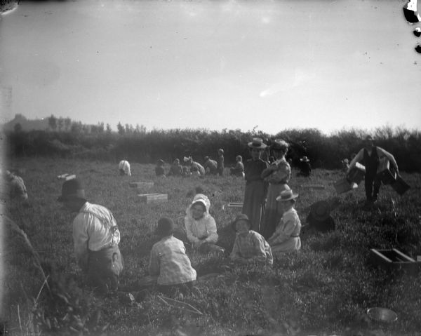 Men, women, and children are sitting and standing in a cranberry bog,  with Castle Mound in the background. A number of crates are scattered throughout the field for collecting the berries. Each crate represents one-half bushel. A man on the right is carrying four crates.
