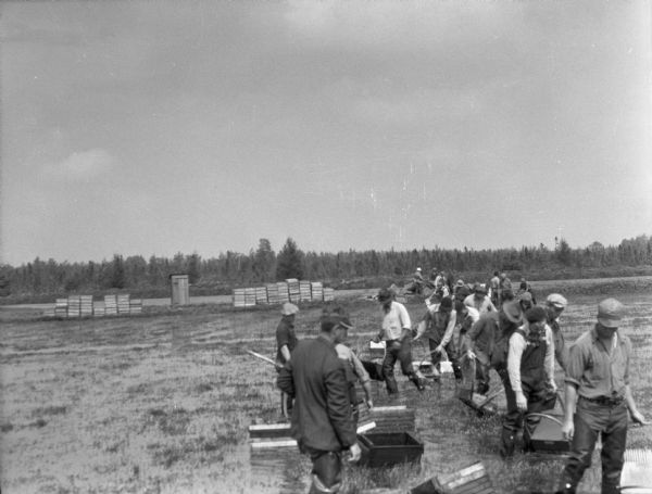 A large group of men working in a line with cranberry rakes to harvest cranberries in a flooded marsh. The men at work are all wearing waders. In the background are piles of crates for storing the harvested cranberries.