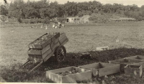A wagon and crates full of cranberries sitting in the shade in a field. A group of people harvesting cranberries are in the background.
