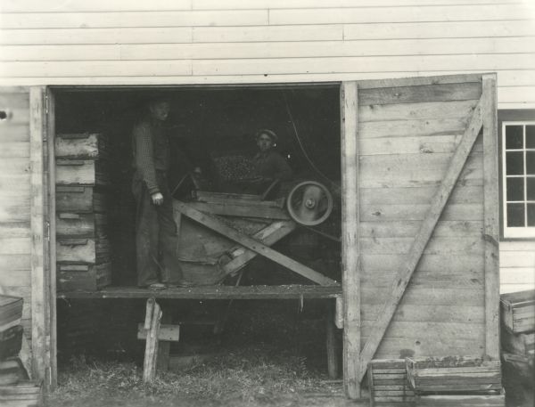 Men inside an open doorway of a farm building stand on a platform loading cranberries into a cleaning machine shortly after harvest.